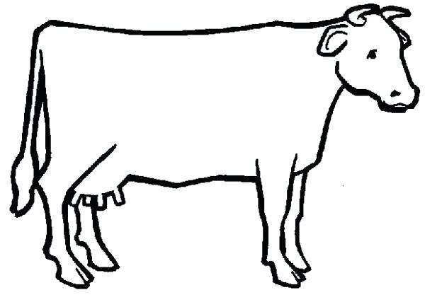 600x427 Outline Of Cow Cattle Coloring Pages Cow Face