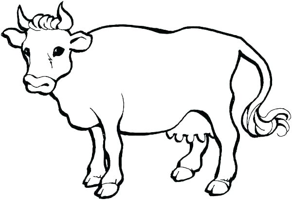 600x410 Pictures Of Cows To Color