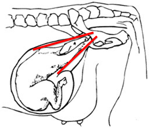 498x428 Calving Cows