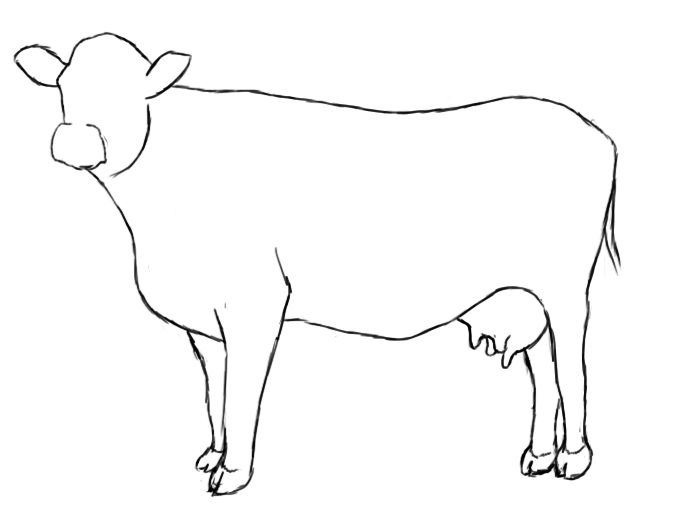 680x509 how to draw a cow drawing cow drawing, drawings, cow art