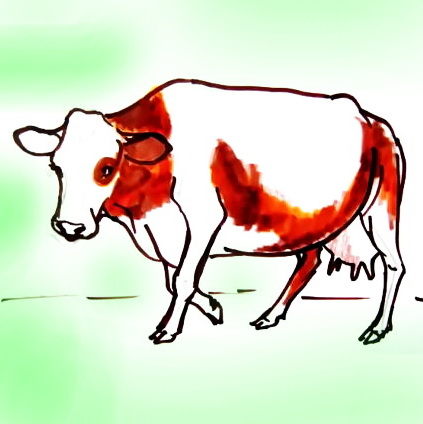 423x424 How To Draw A Cow