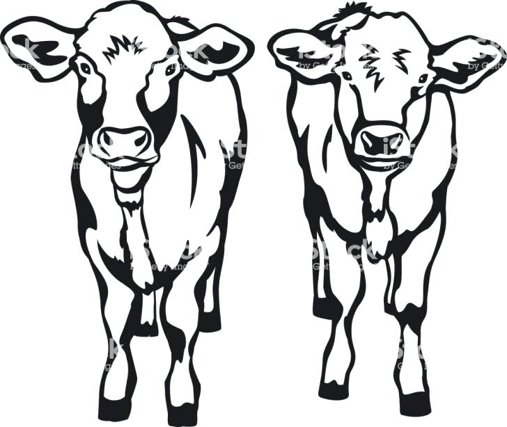 728x614 How To Draw A Cow Face