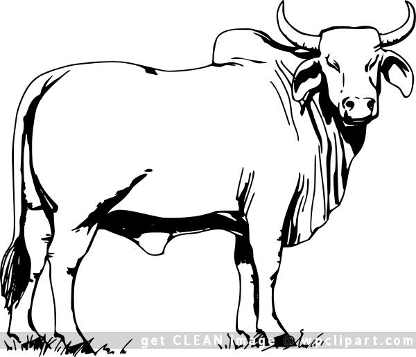 600x515 Brahman Bull My Personal Inspiration For Art And Such Bull