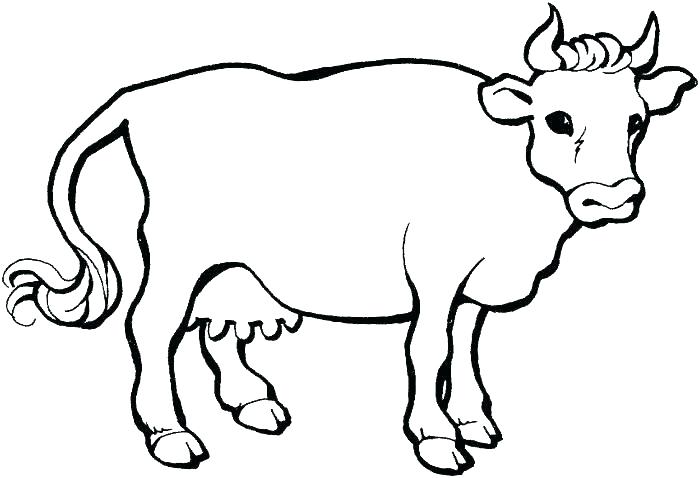 700x478 Coloring Pages Cow Coloring Pages Easy Drawing Colouring Picture