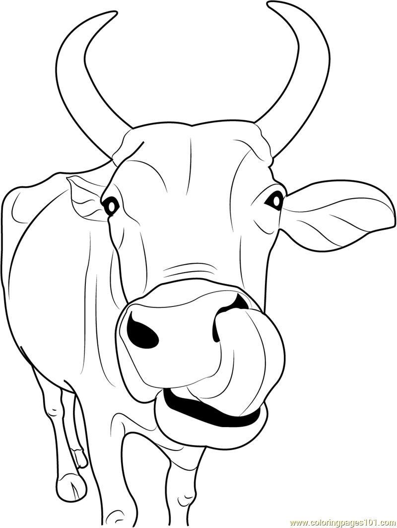 800x1063 Indian Cow Face Printable Coloring