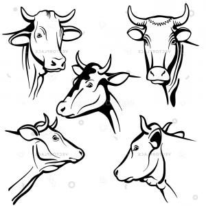 300x300 Cow Head Icon Outline Nand Drawn Soidergi