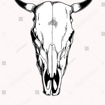 336x336 Cow Skull Sketches Drawing Images Step Pencil Designs Ideas