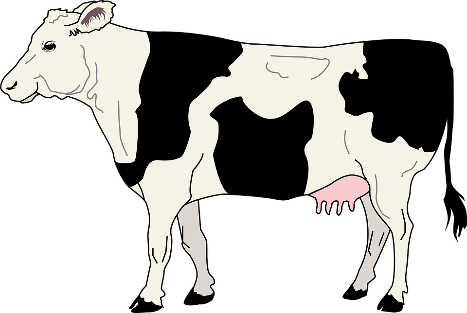 960x644 Drawing Cow Milk Transparent Png Clipart Free Download