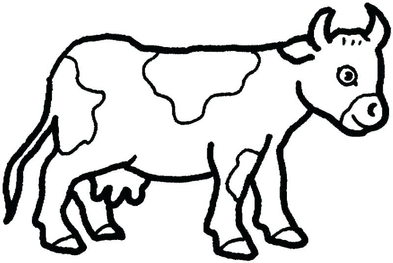 800x536 Cow Drawing Easy