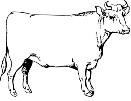 260x200 Cow Face Drawing Easy