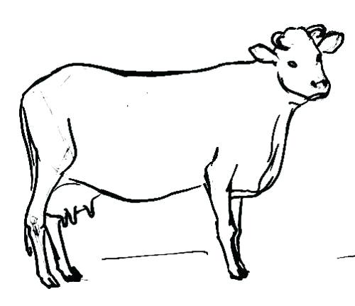 500x431 Draw A Cow Mammal Image Gallery Learn How To Draw A Cow Using Our