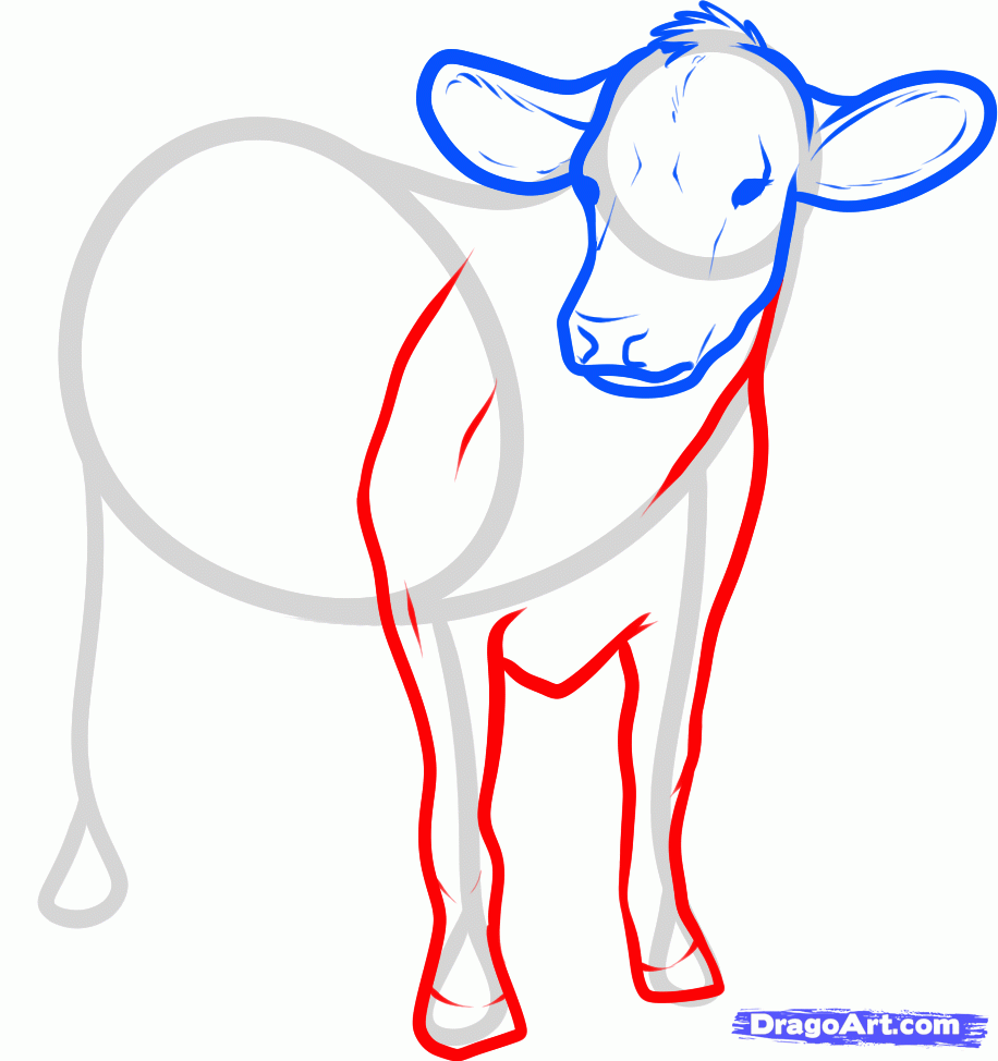 916x974 How To Draw Cattle, Step