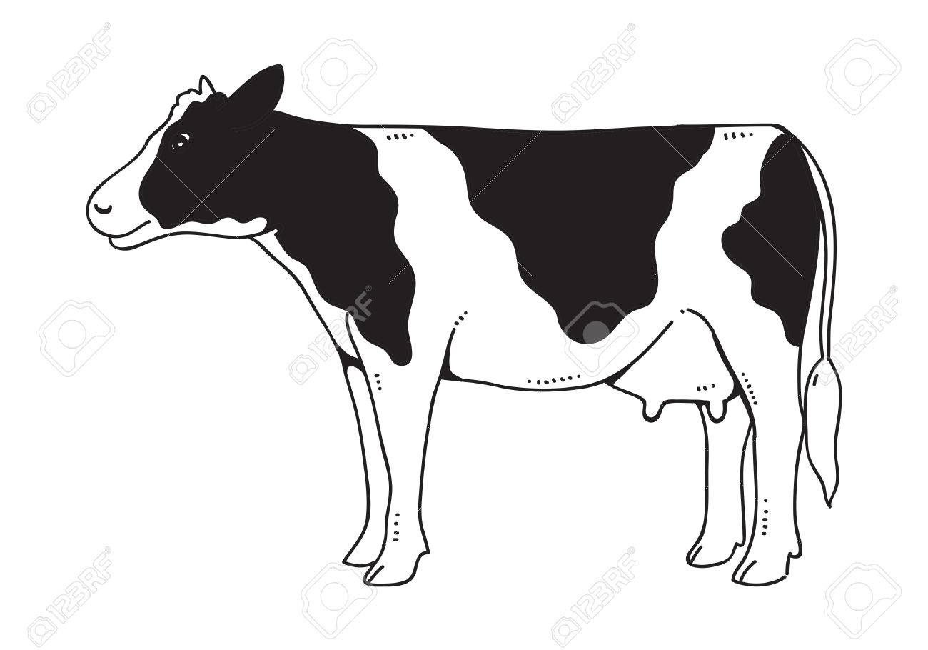 1300x910 Huge Collection Of 'cow Pictures Drawing' Download More Than