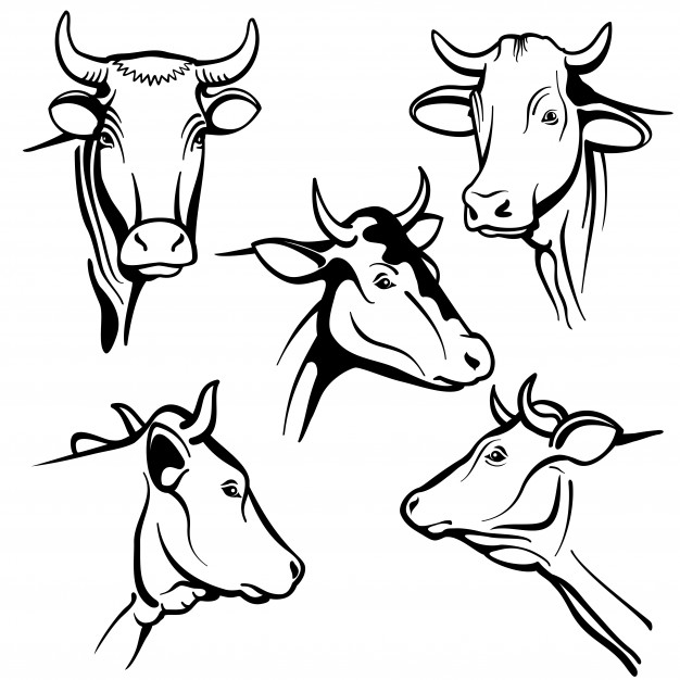 626x626 Cow Face Front Icons Free Download
