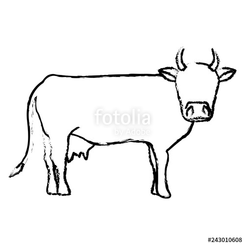 500x500 Indian Cow Head Stock Image And Royalty Free Vector