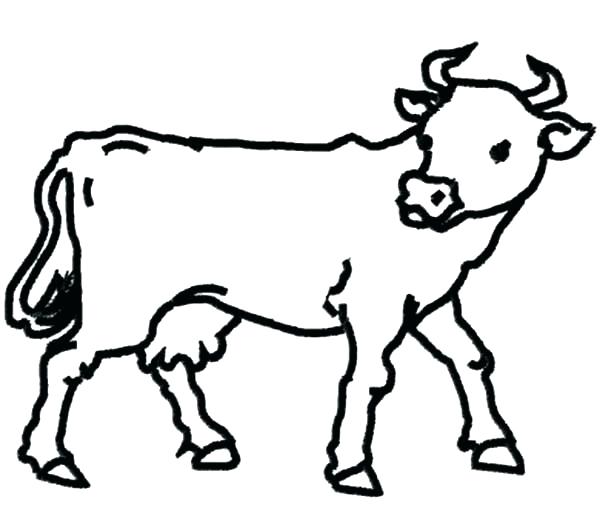 600x505 Coloring Book Cow Coloring Book Cattle Drawing Painting Cow Line