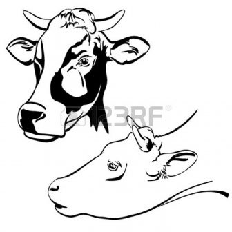 336x336 Cow Face Drawing Tutorial Picture Line Basic Cartoon Side Jersey