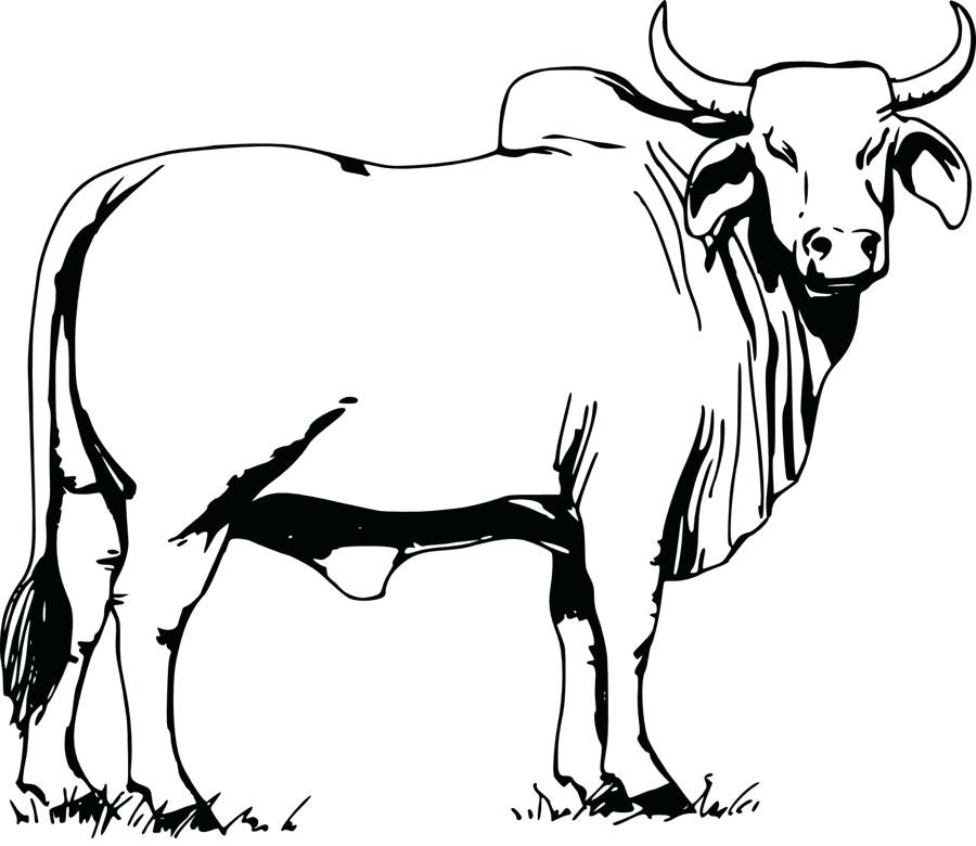 900x780 Bull Drawing Big Young Bull Cow Drawing