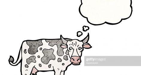 471x250 Cartoon Cow Drawing Easy Milk Outline Images Line Carmi Chaelinn