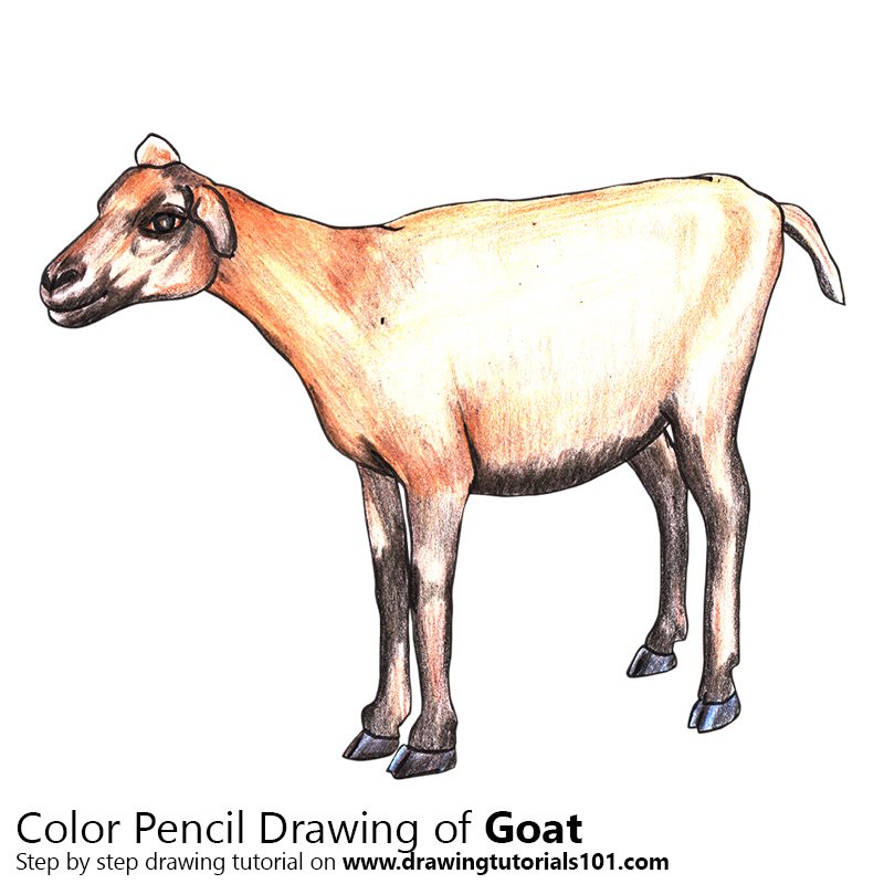 800x800 Goat Colored Pencils