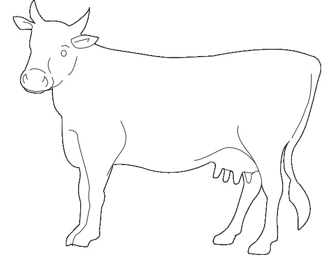 650x496 Cow Template