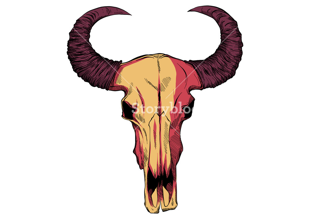 1000x707 Drawing Of A Bull Skull Vector Illustration Royalty Free Stock