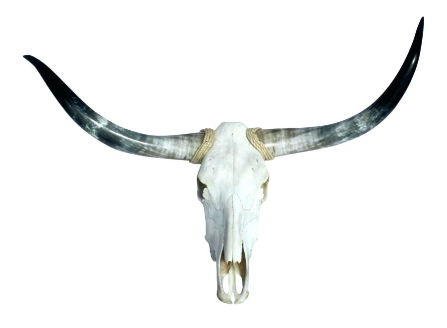 900x660 Longhorn Bull Skull Adamkehoe