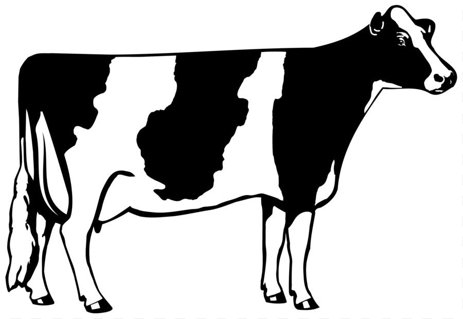 Cow Udder Drawing