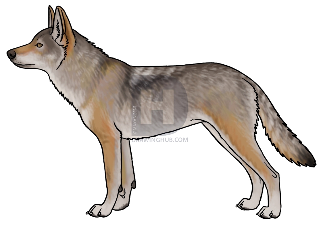 1030x720 How To Draw Coyotes, Prairie Wolf, Step