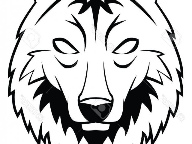 640x480 Drawn Coyote Drawing