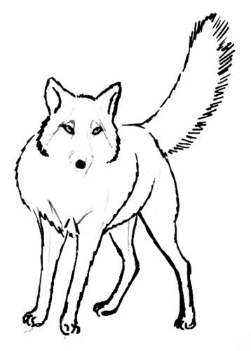 358x500 How To Draw A Fox