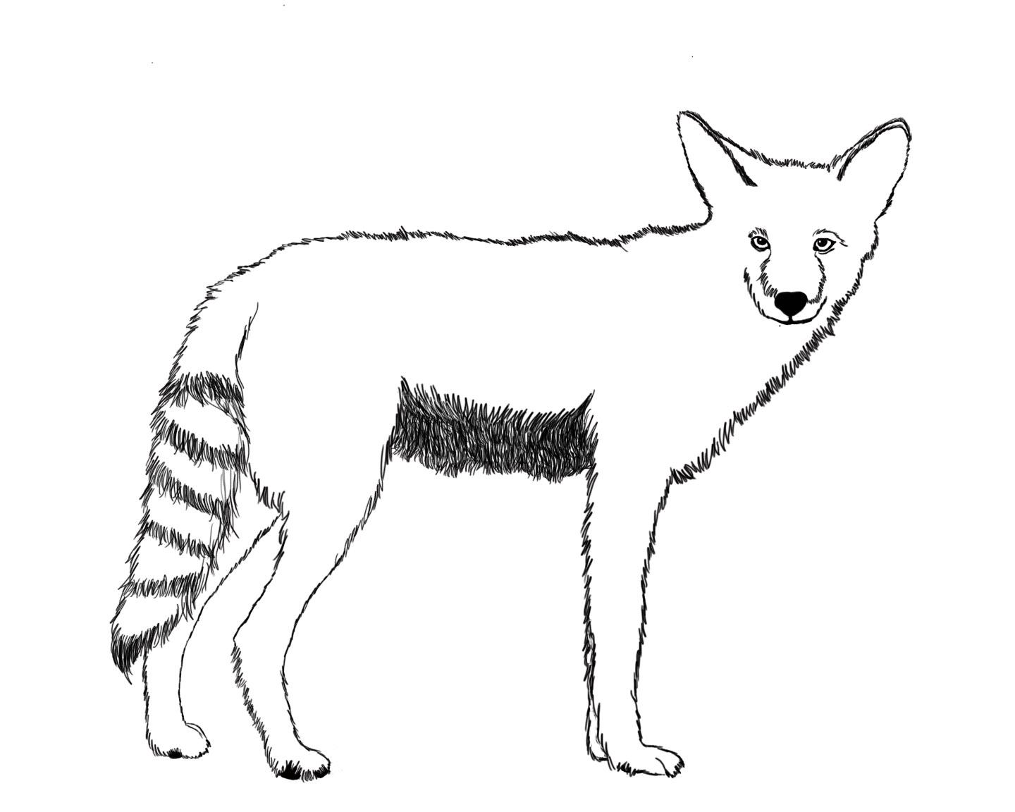 1440x1152 In Defense Of The Coyote The Muse