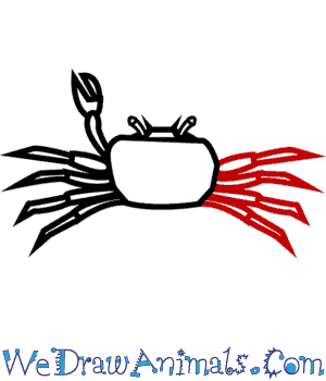300x350 How To Draw A Fiddler Crab
