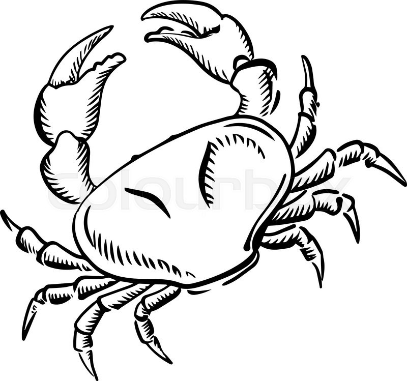800x749 Sketch Of Marine Crab With Raised Stock Vector Colourbox
