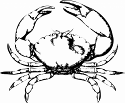 250x206 Crabs Drawing Easy, Picture