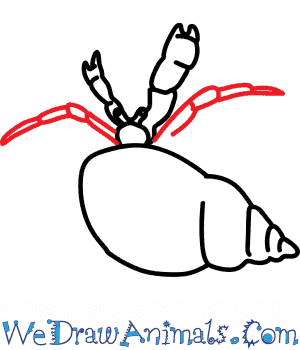 300x350 How To Draw A Hermit Crab