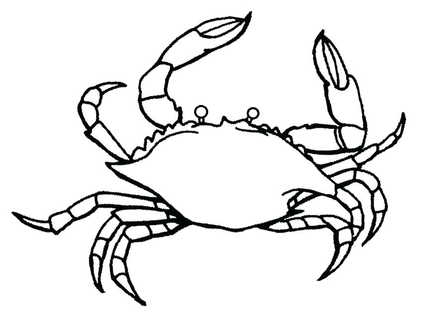 850x640 Hermit Crab Coloring Pages