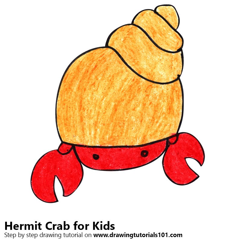 800x800 Learn How To Draw A Hermit Crab For Kids