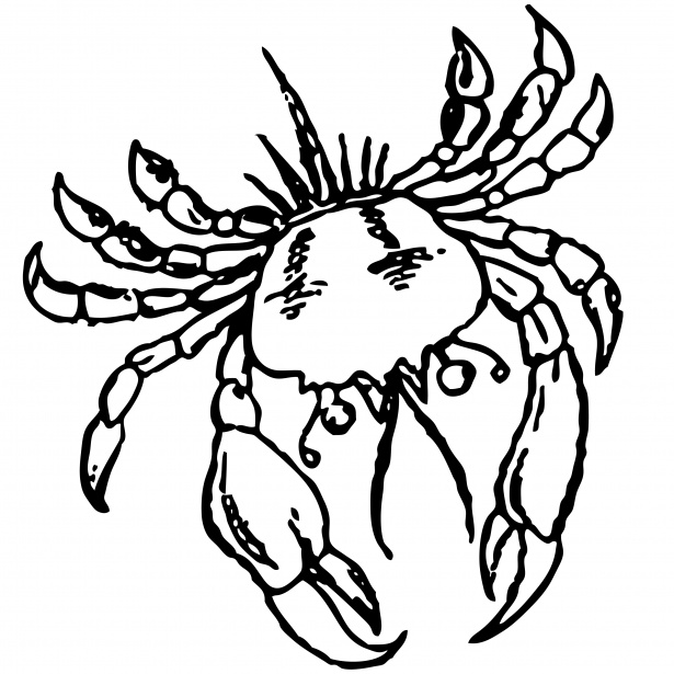 615x615 Crab Outline Clipart Free Stock Photo