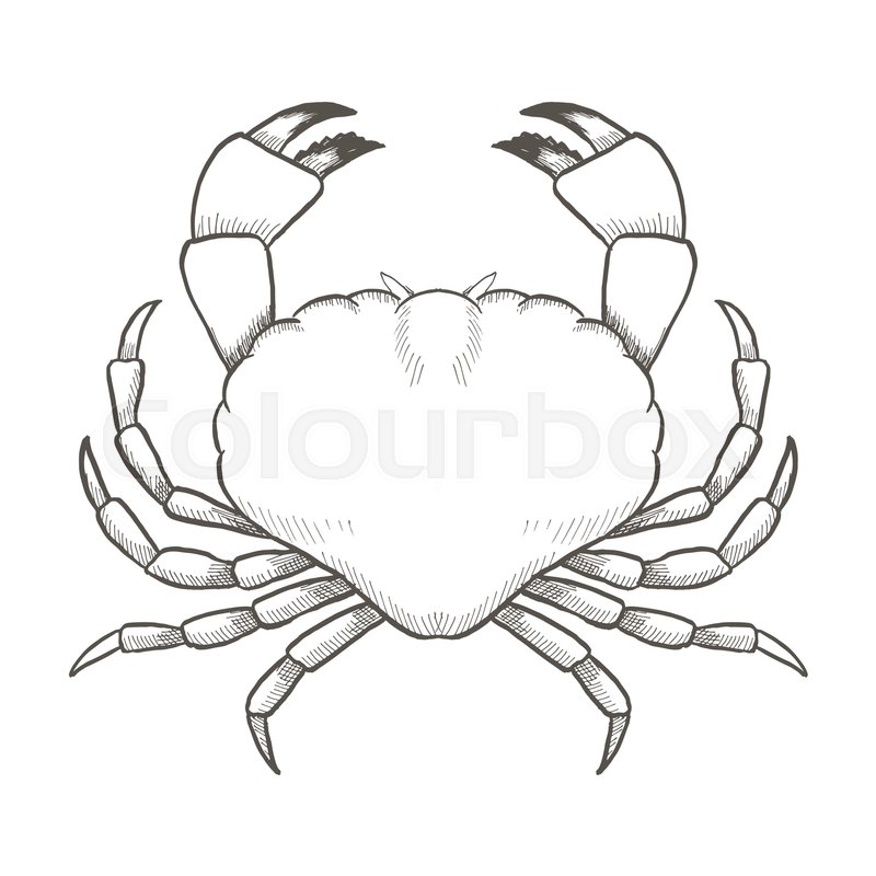 800x800 Crab Drawing On White Background Hand Stock Vector Colourbox