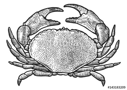 500x354 Crab Illustration, Drawing, Engraving, Ink, Line Art, Vector