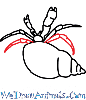300x350 How To Draw A Hermit Crab