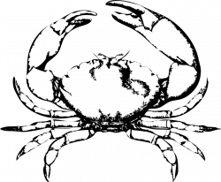 250x206 Crabs Drawing Beach, Picture