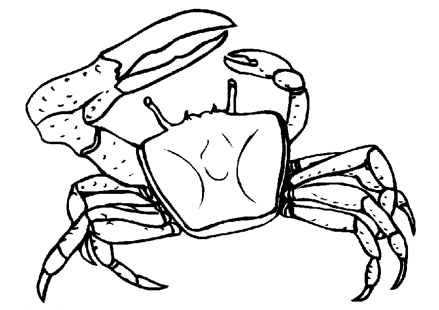 891x630 Crab Drawing Animated For Free Download
