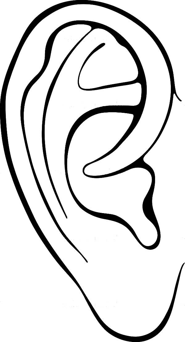 600x1109 Image Result For Big Ears Drawing Crafts For Kids In How