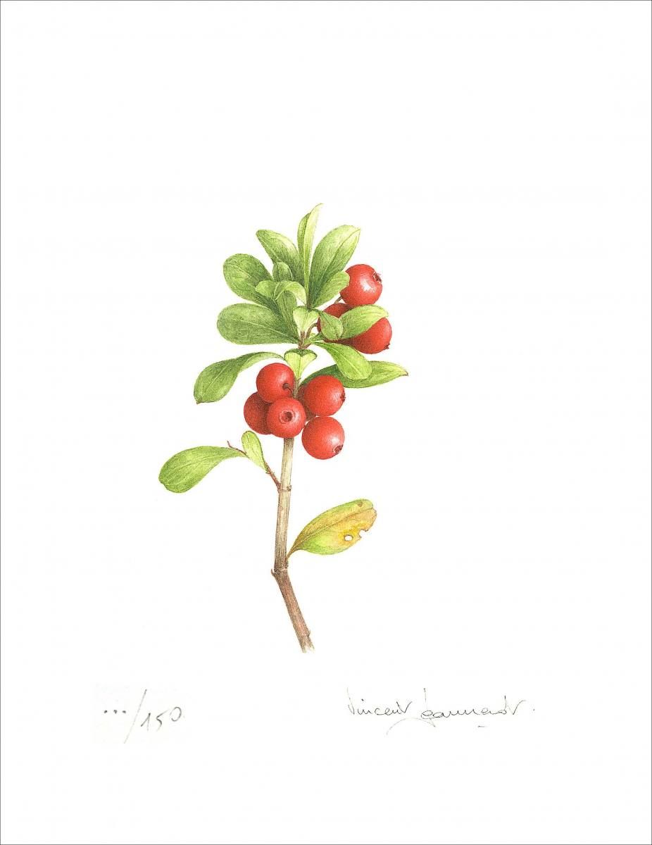 926x1200 Little Cranberries Watercolor