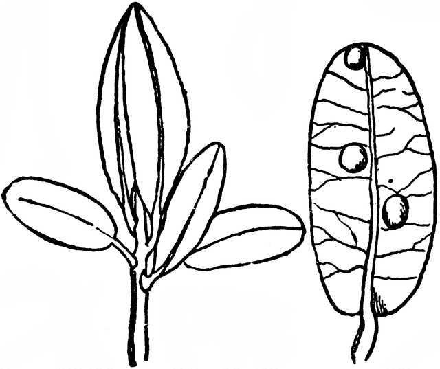 640x537 Cranberry Clipart Etc