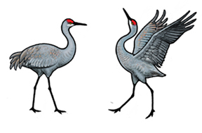288x189 cranes and large birds