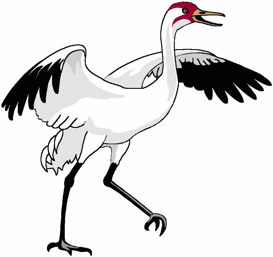 923x868 White Crane Bird Drawing