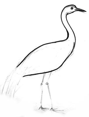 305x400 How To Draw A Crane Bird